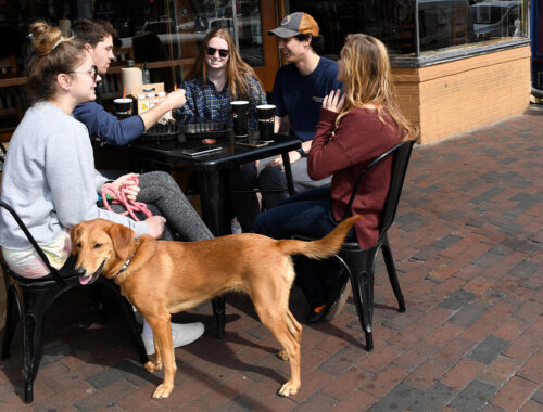 Outdoor Dining with Dogs