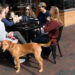 Outdoor Dining with Dogs